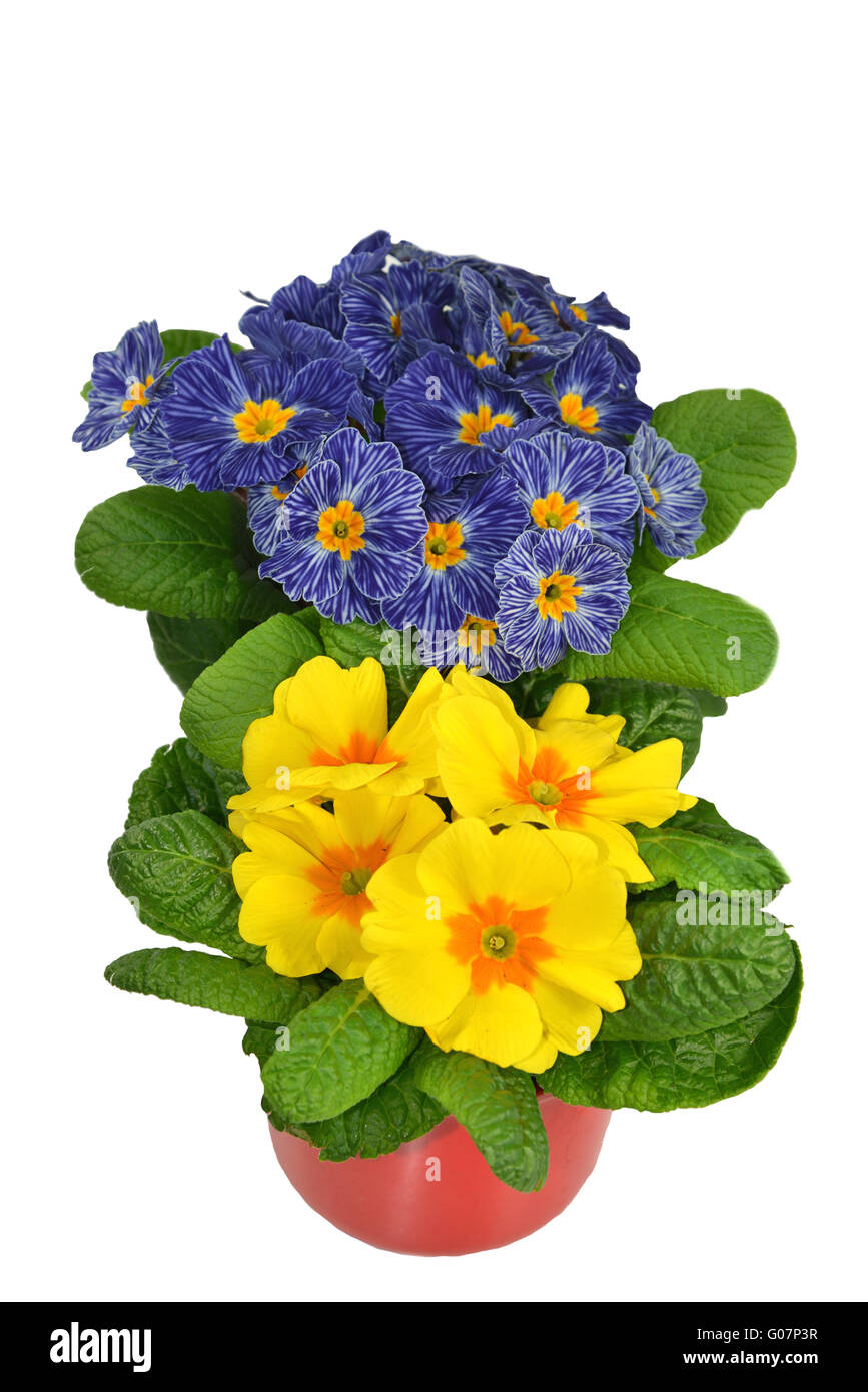 Primule in giallo e blu Foto Stock