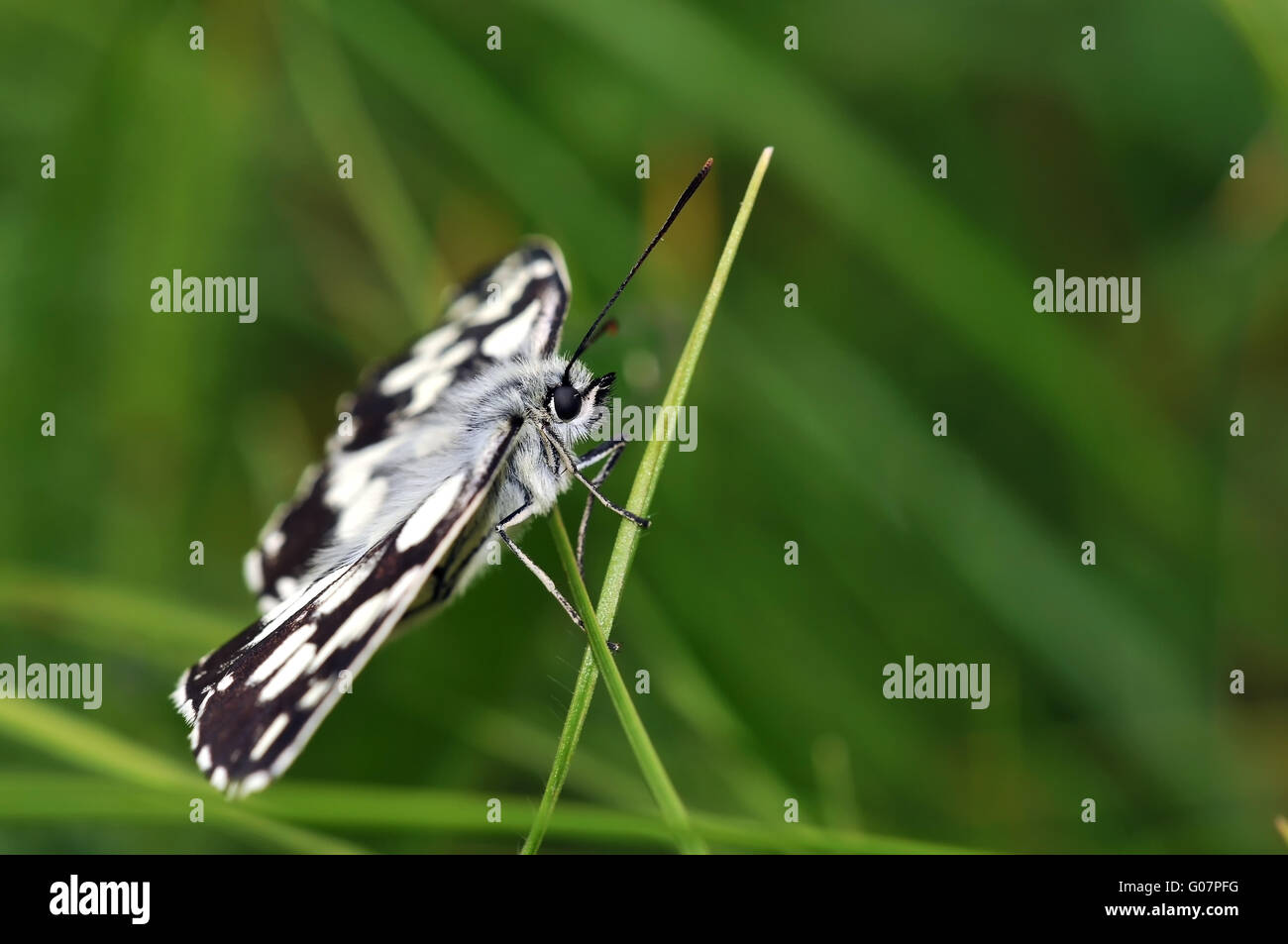 Melanargia galathea Foto Stock