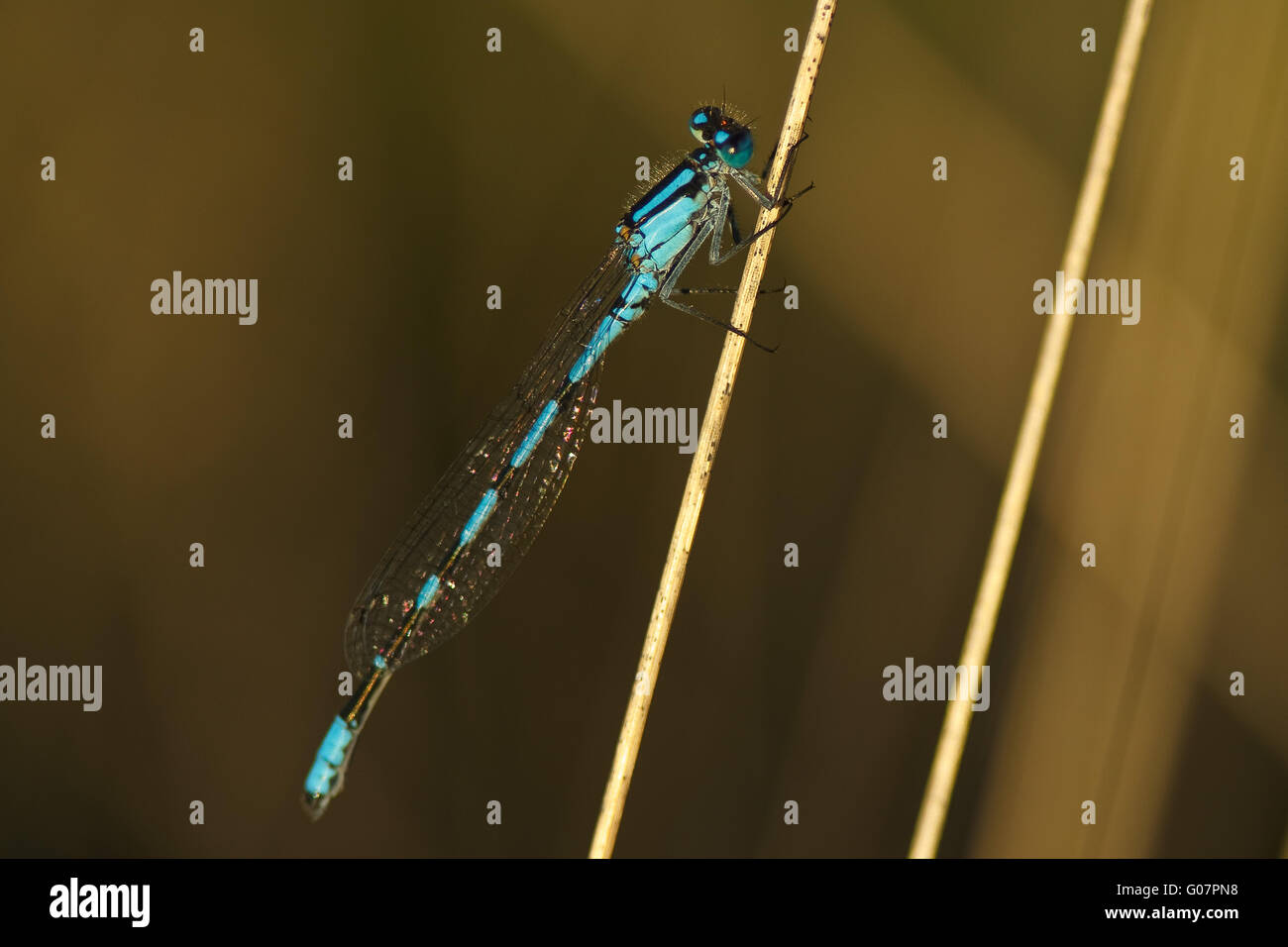 Comune damselfly blu Foto Stock