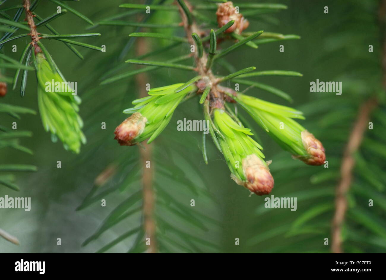 Rami di abete rosso con la nuova crescita 2 Foto Stock