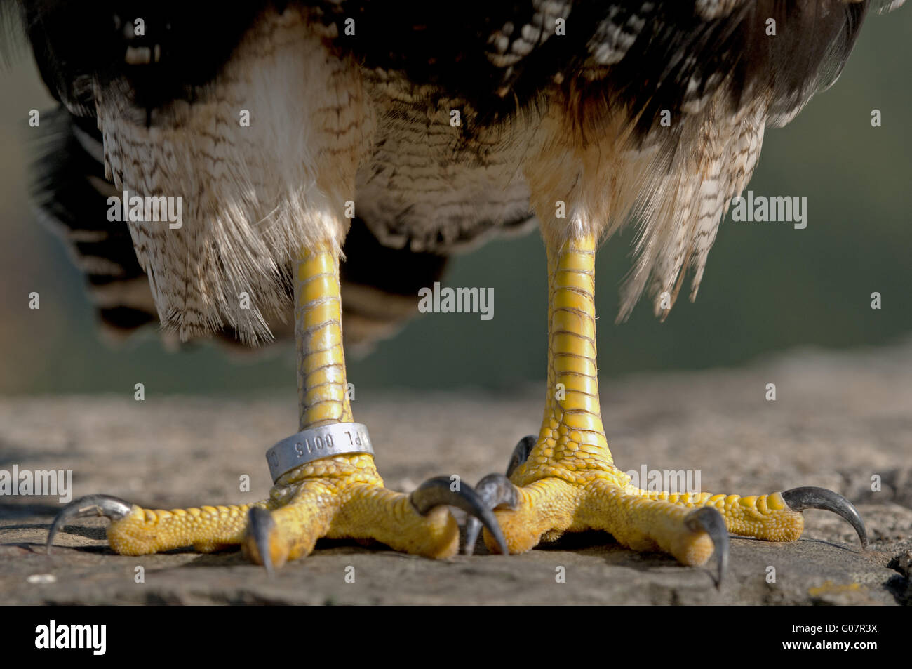 Piedi e artigli di black-chested Poiana-eagle Foto Stock