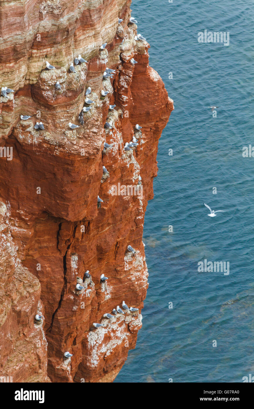 Rock al mare del Nord con molti uccelli in verticale Foto Stock