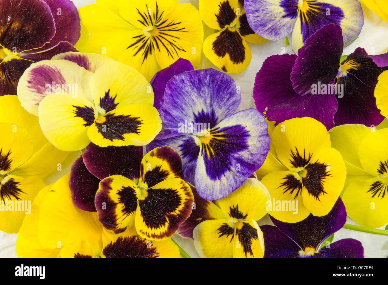 Giallo e fiori viola sul tessuto bianco Foto Stock