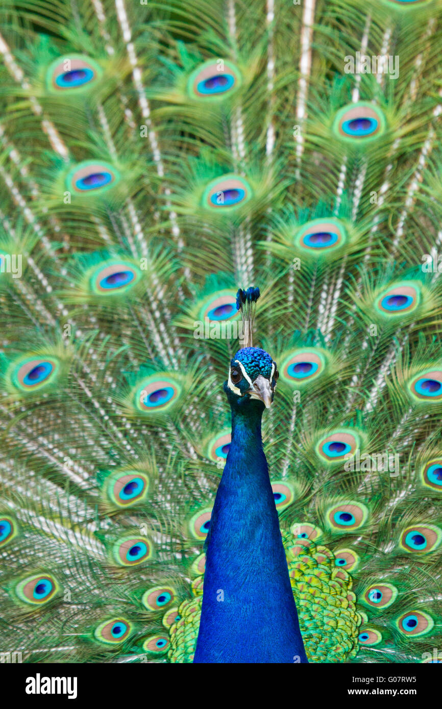 Peafowl indiano o Peafowl blu (Pavo cristatus) Foto Stock