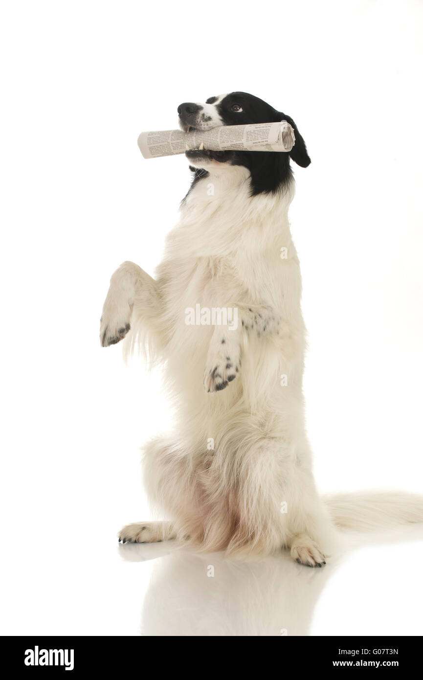 Border Collie in bianco e nero Foto Stock