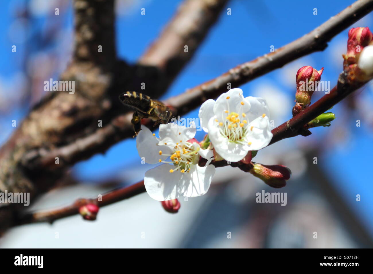 Bianco fiori albicocca sullo sfondo del blu sk Foto Stock