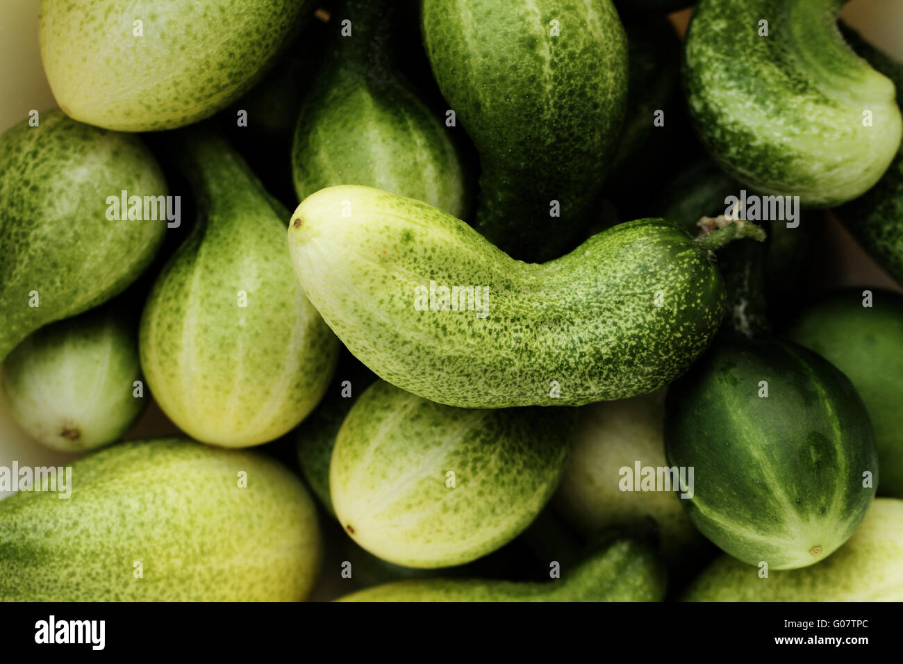 Organico fresco cetrioli dal tardo autunno Foto Stock