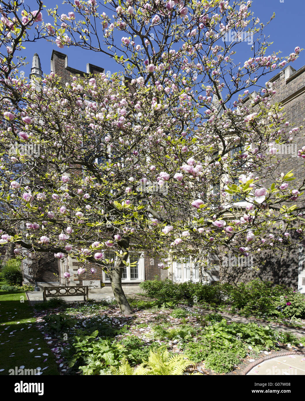 Fiorente Magnolia rosa a Inner Temple Gardens Foto Stock