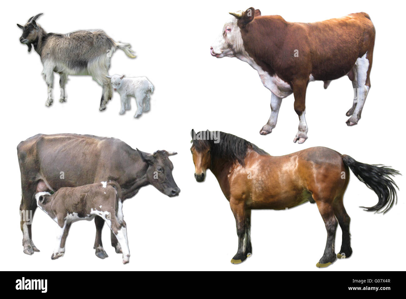 Animali domestici mucca con vitello, cavallo, capra e bu Foto Stock