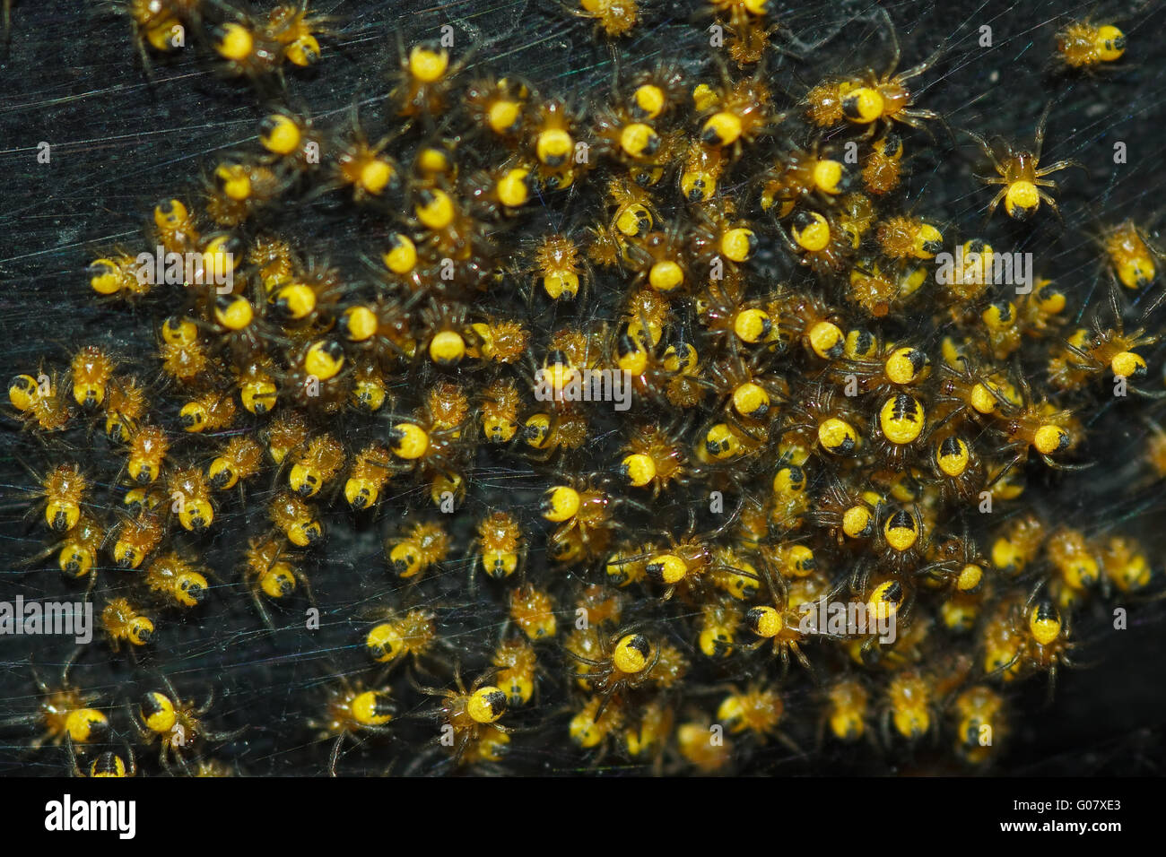 Giardino europeo spider - Araneus diadematus Foto Stock
