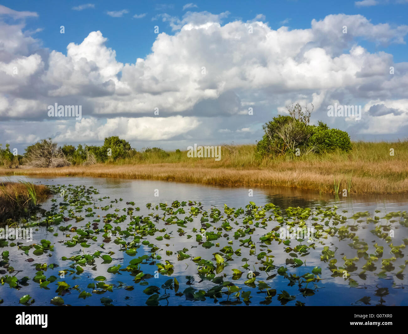 Il fiume di erba. Il parco nazionale delle Everglades. Florida. Stati Uniti d'America Foto Stock