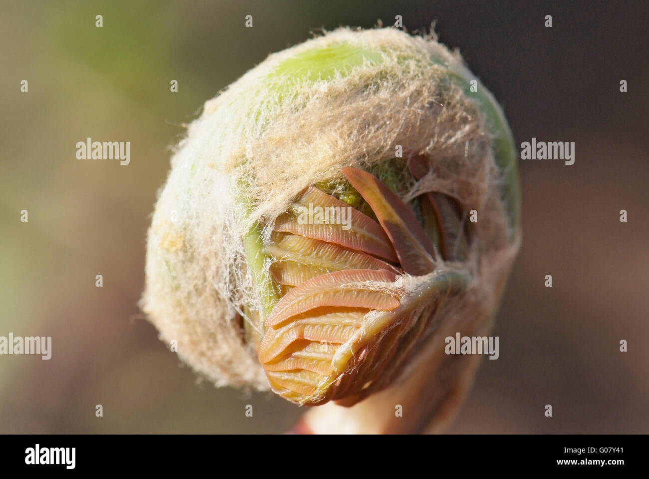 Close up giovane foglia di felce Osmunda regalis Foto Stock