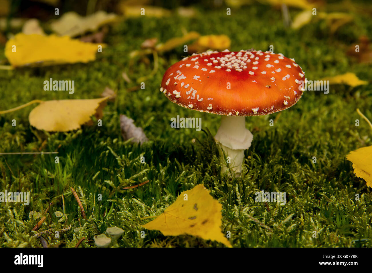 Fly Agaric hor 6 Foto Stock