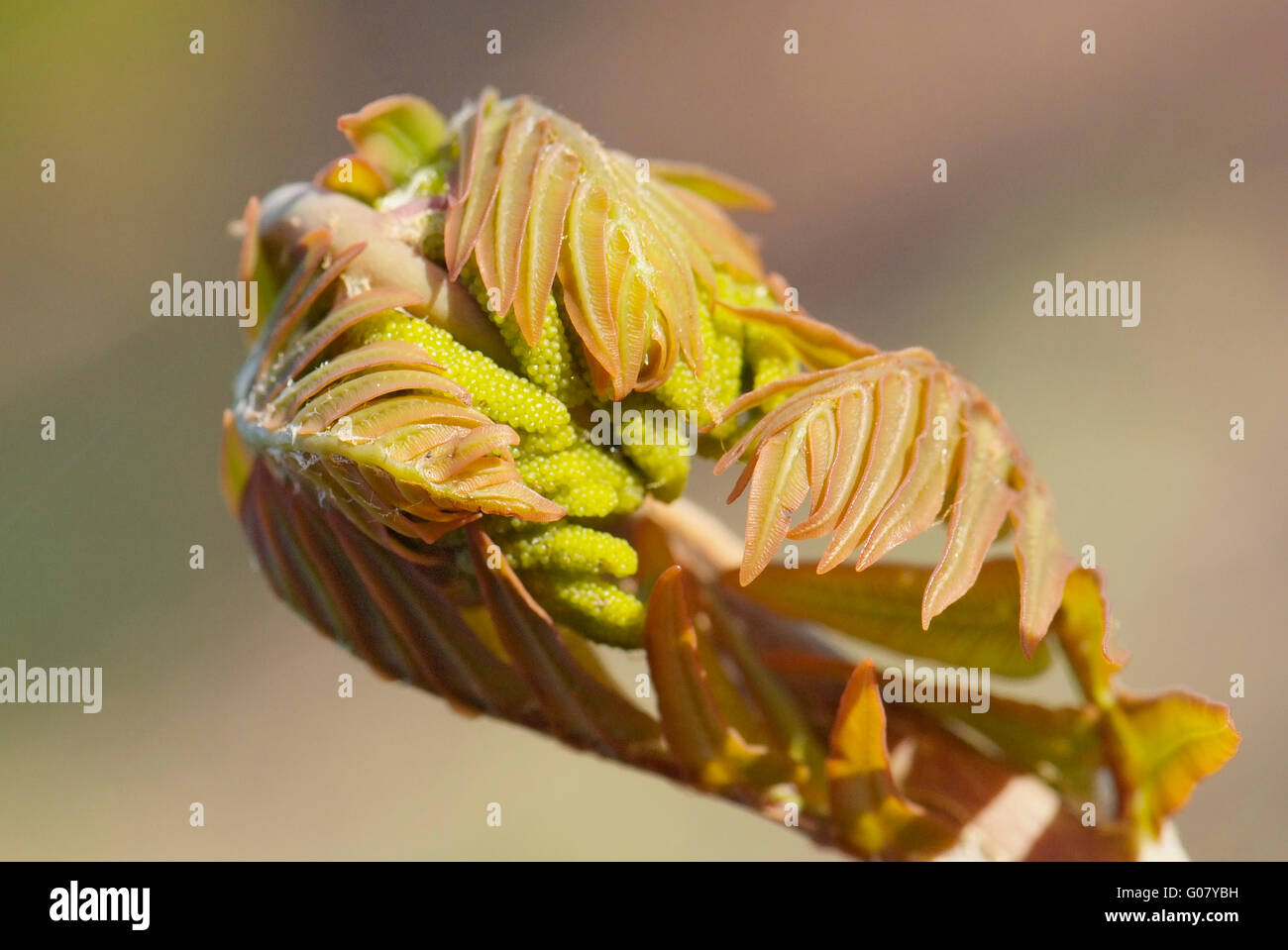 Close up giovane foglia di felce Osmunda regalis Foto Stock