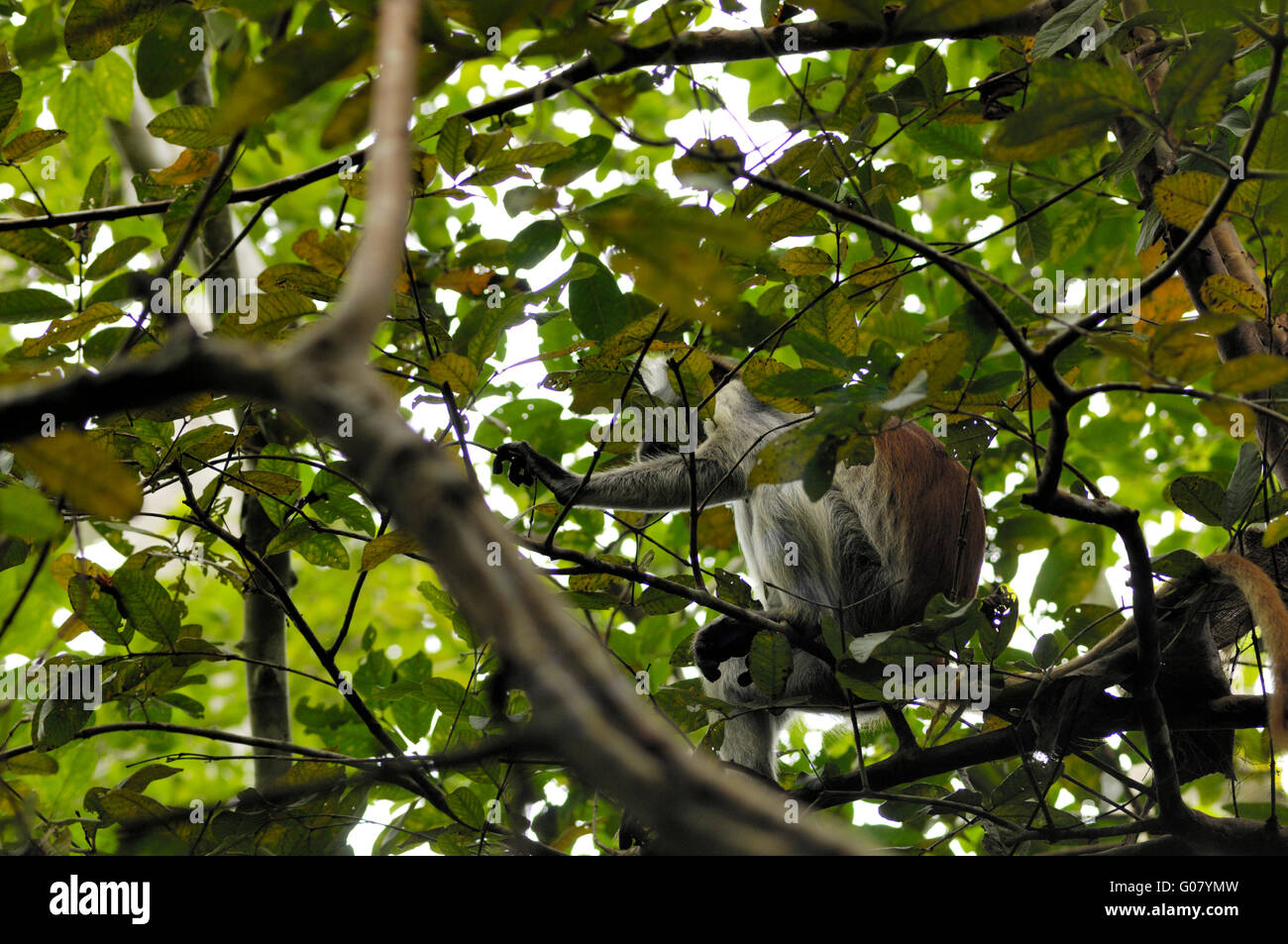 Zanzibar Red Colobus Monkey, foresta di Jozani Foto Stock