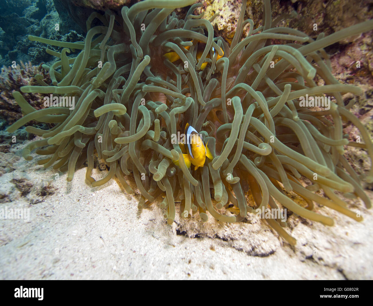 Pesce pagliaccio Foto Stock