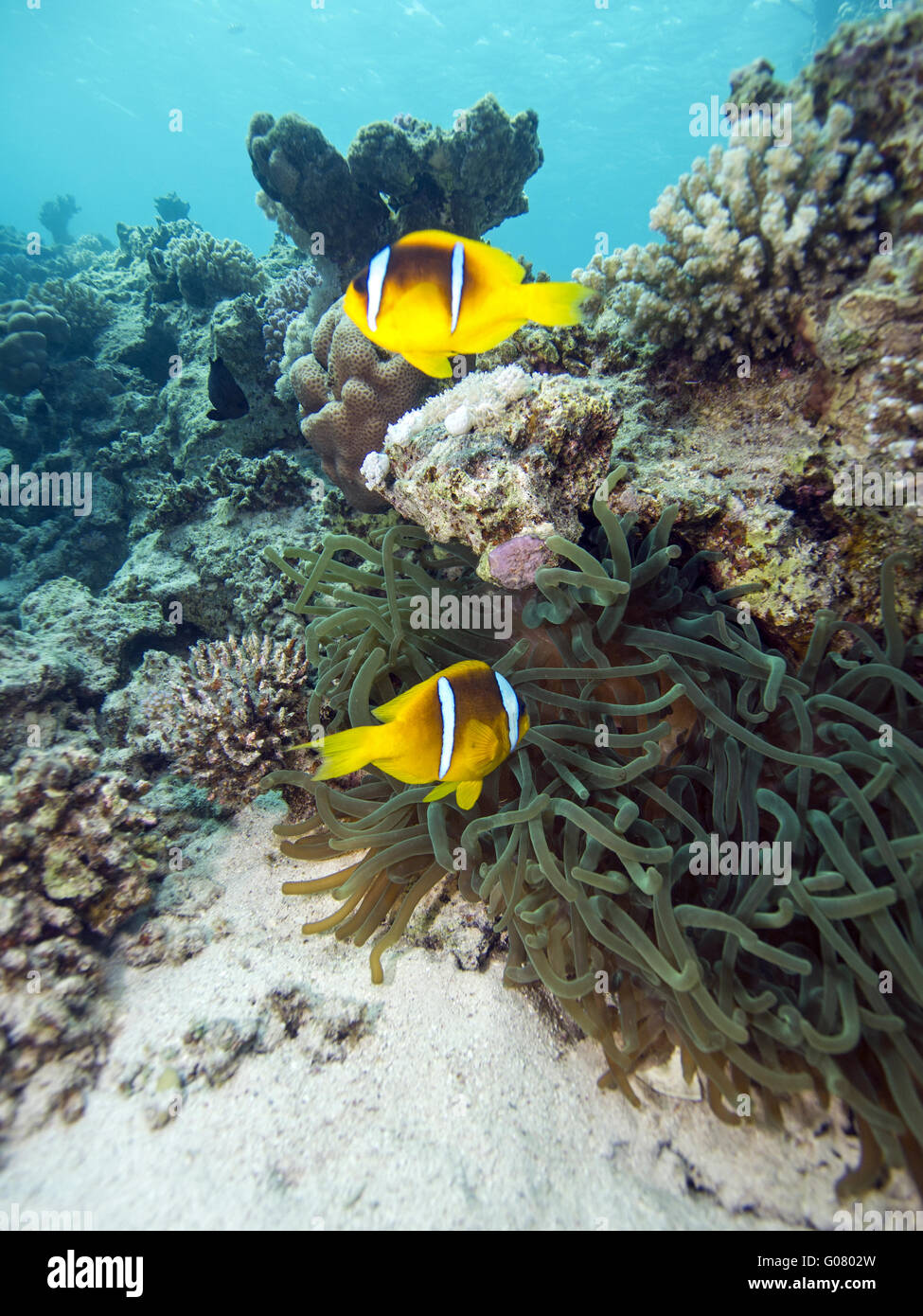 Pesce pagliaccio Foto Stock