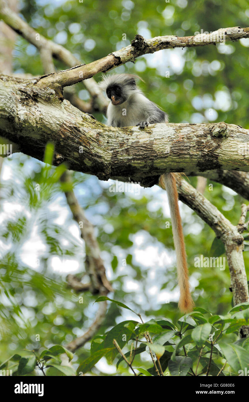 Zanzibar Red Colobus Monkey, foresta di Jozani Foto Stock