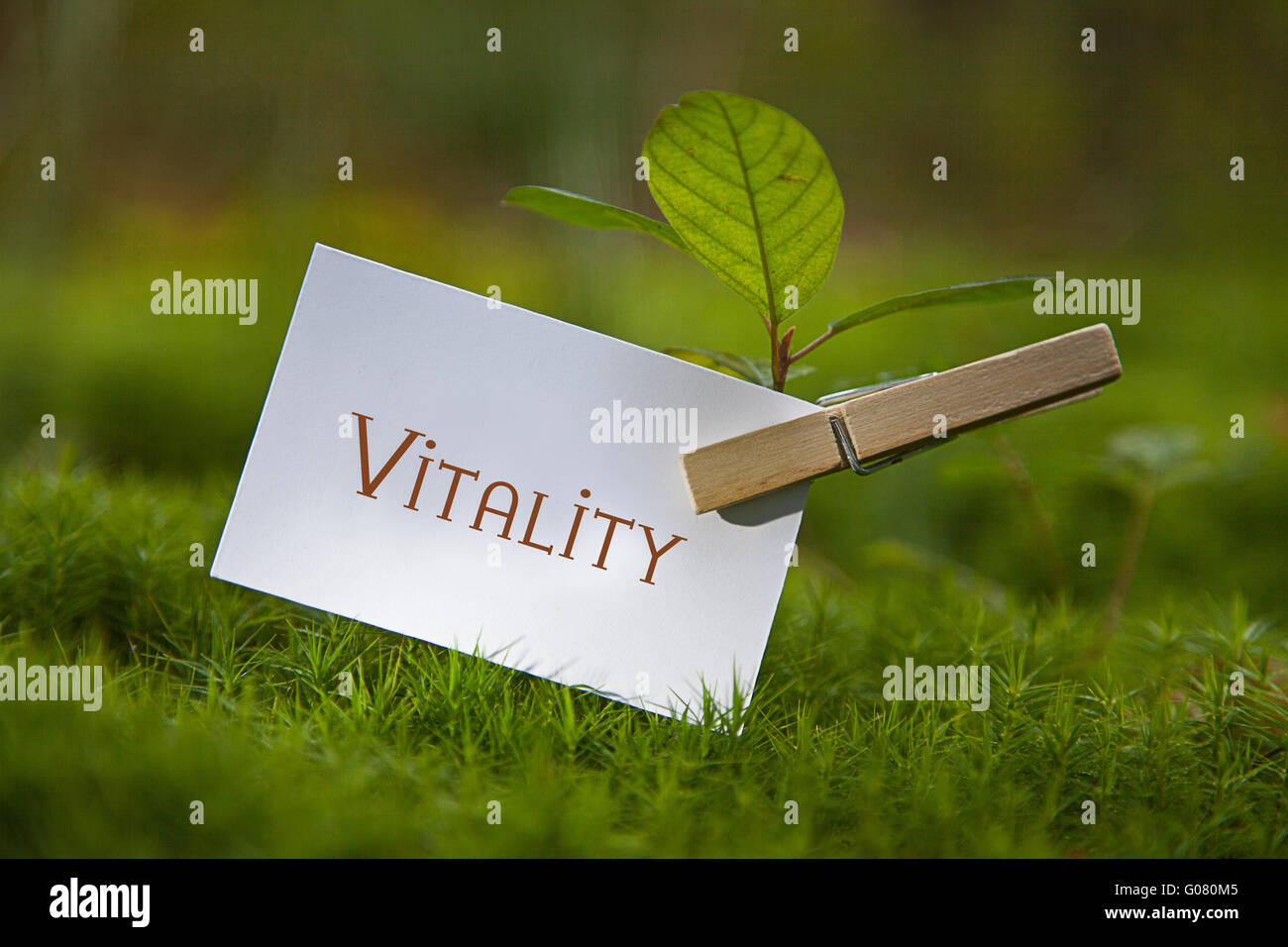 La vitalità di parola su un foglio di carta con una piantina Foto Stock