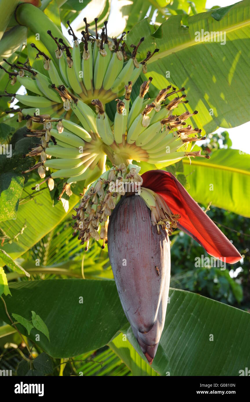 Banane Foto Stock