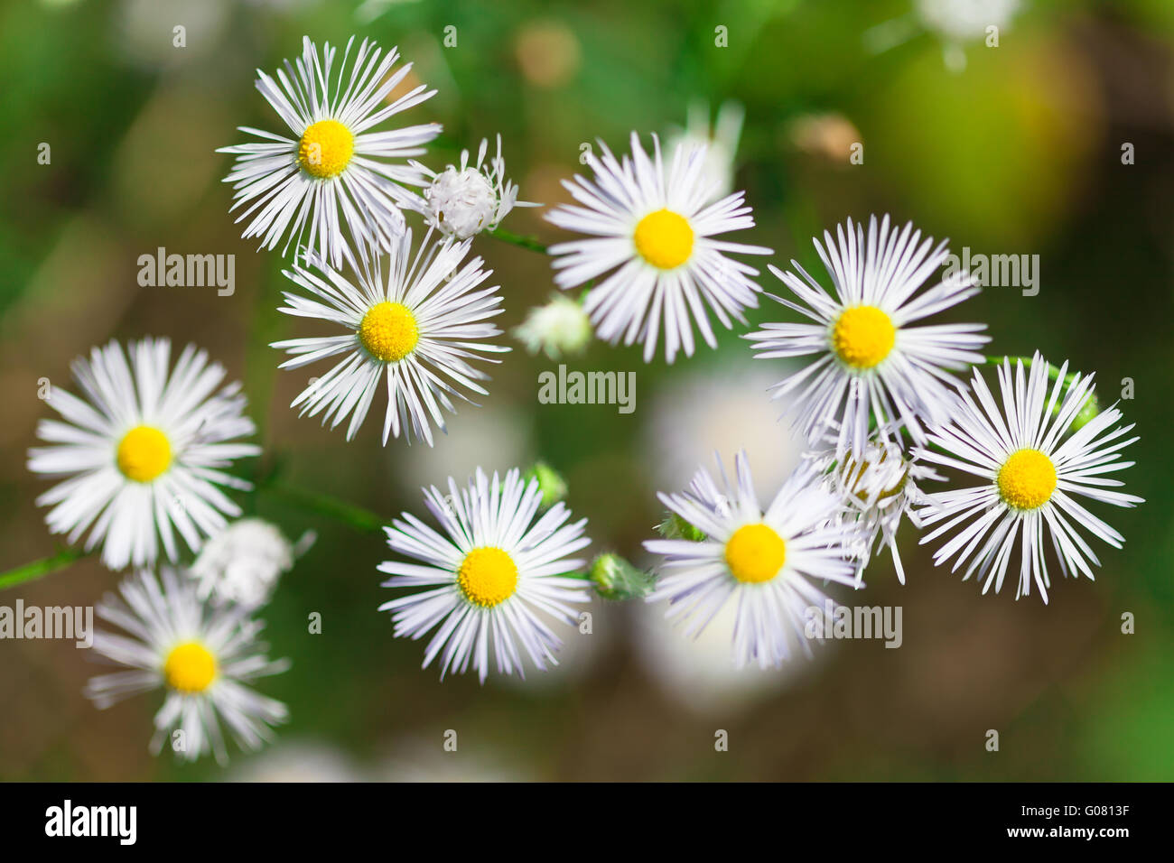 Daisy bianca fiori con petali stretti, del Caucaso Foto Stock