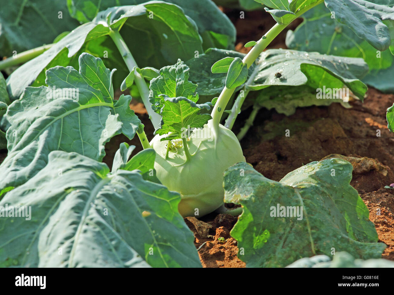 Il cavolo rapa è un europeo annuale del vegetale. Il cavolo rapa è consumata cruda o cotta. Chiamato anche il tedesco rape, cavoli rapa e Knol Kh Foto Stock