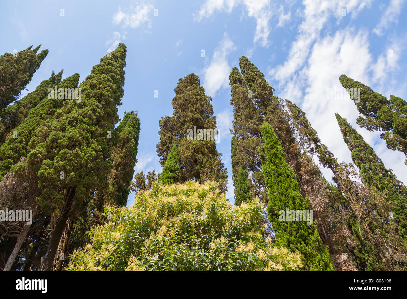 I cipressi in piedi contro il cielo Foto Stock