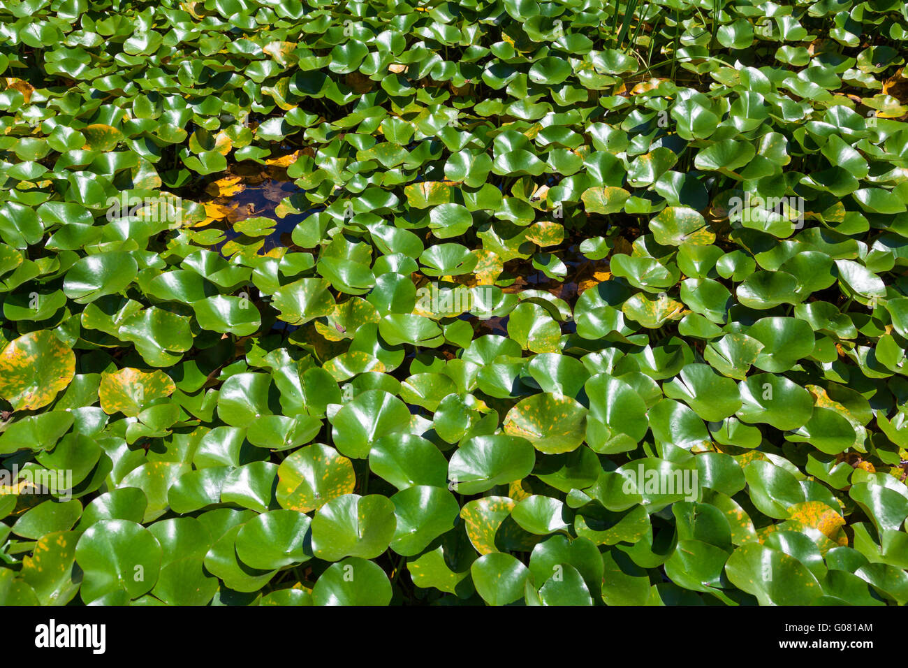 Eichhornia crassipes o giacinto di acqua problematico specie invasive al di fuori della sua gamma nativo Foto Stock