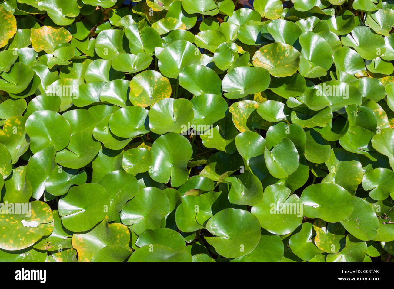 Eichhornia crassipes o giacinto di acqua problematico specie invasive al di fuori della sua gamma nativo Foto Stock