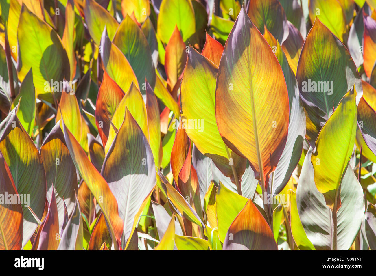 Sfondo naturale costituito da grandi foglie di un giallo-rosso a tinta in retroilluminato Foto Stock