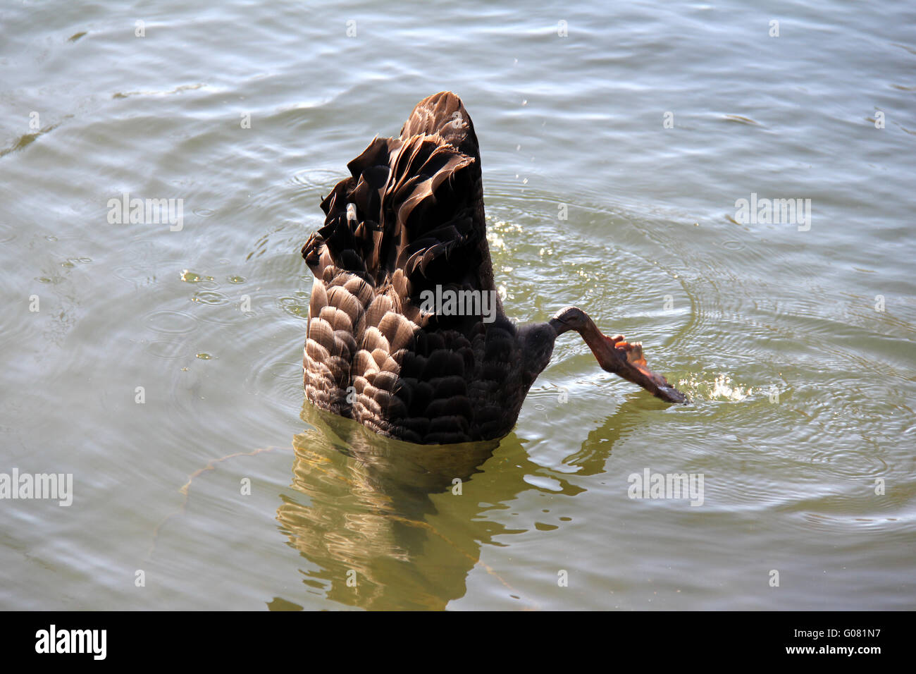 Black Swan dives Foto Stock