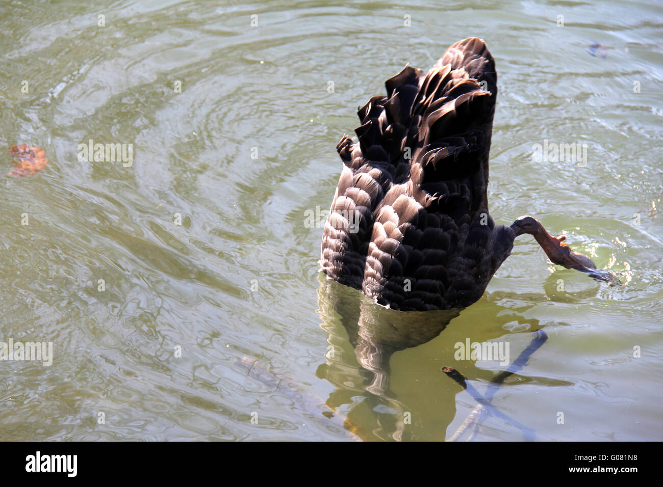 Black Swan dives Foto Stock