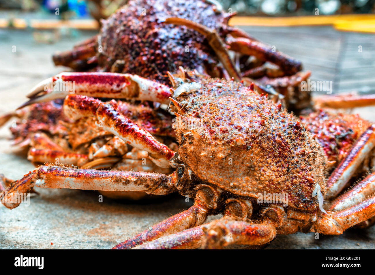 Close up granseole, Maja squinado Herbst: carapace, artigli e gambe Foto Stock
