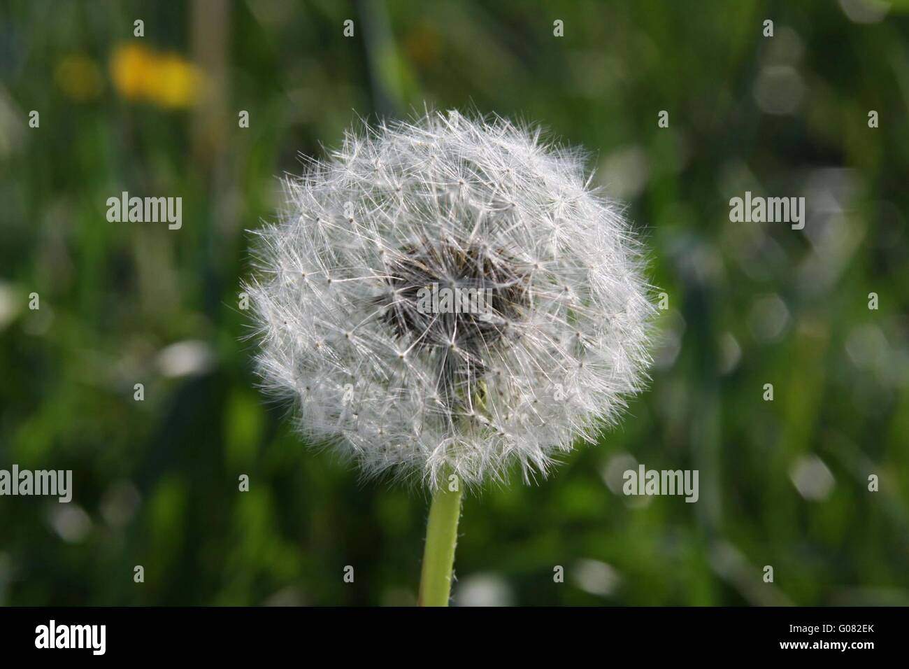 Dente di Leone Foto Stock