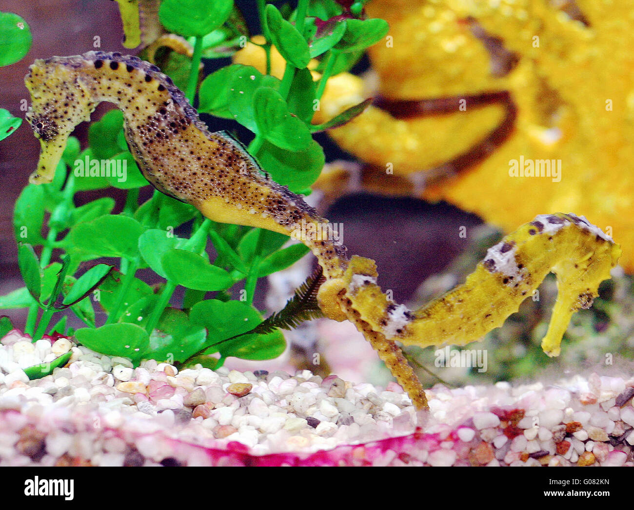 Cavalluccio Marino Foto Stock