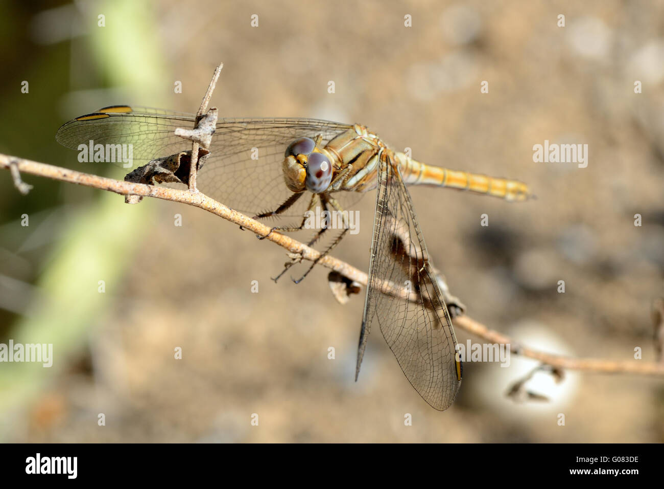 Primo piano della libellula in appoggio su un ramoscello. Foto Stock