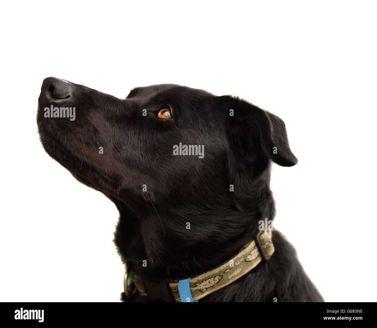 Australian pura razza kelpie cane nero Foto Stock