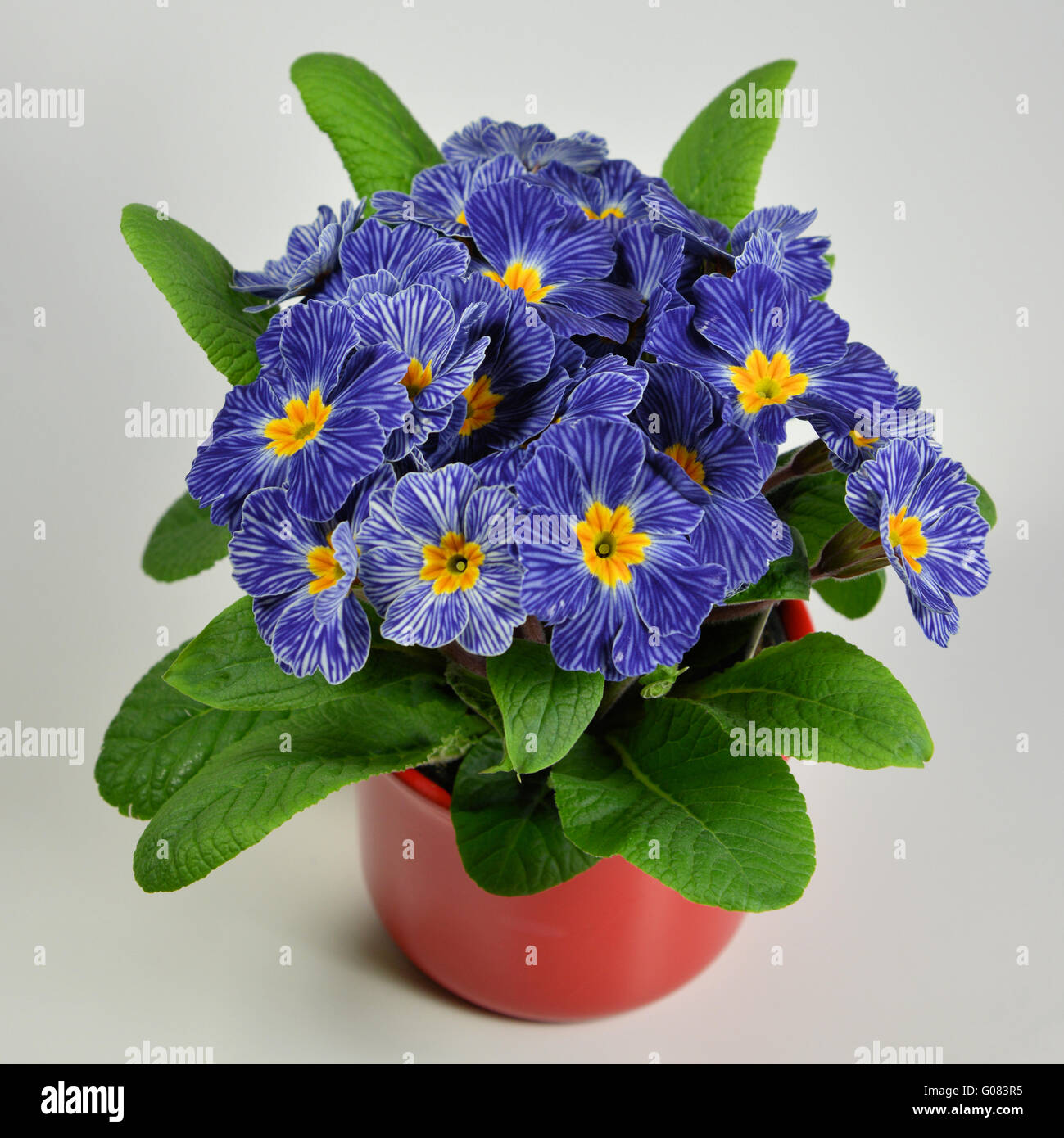 A strisce blu primrose in pentola floreale Foto Stock