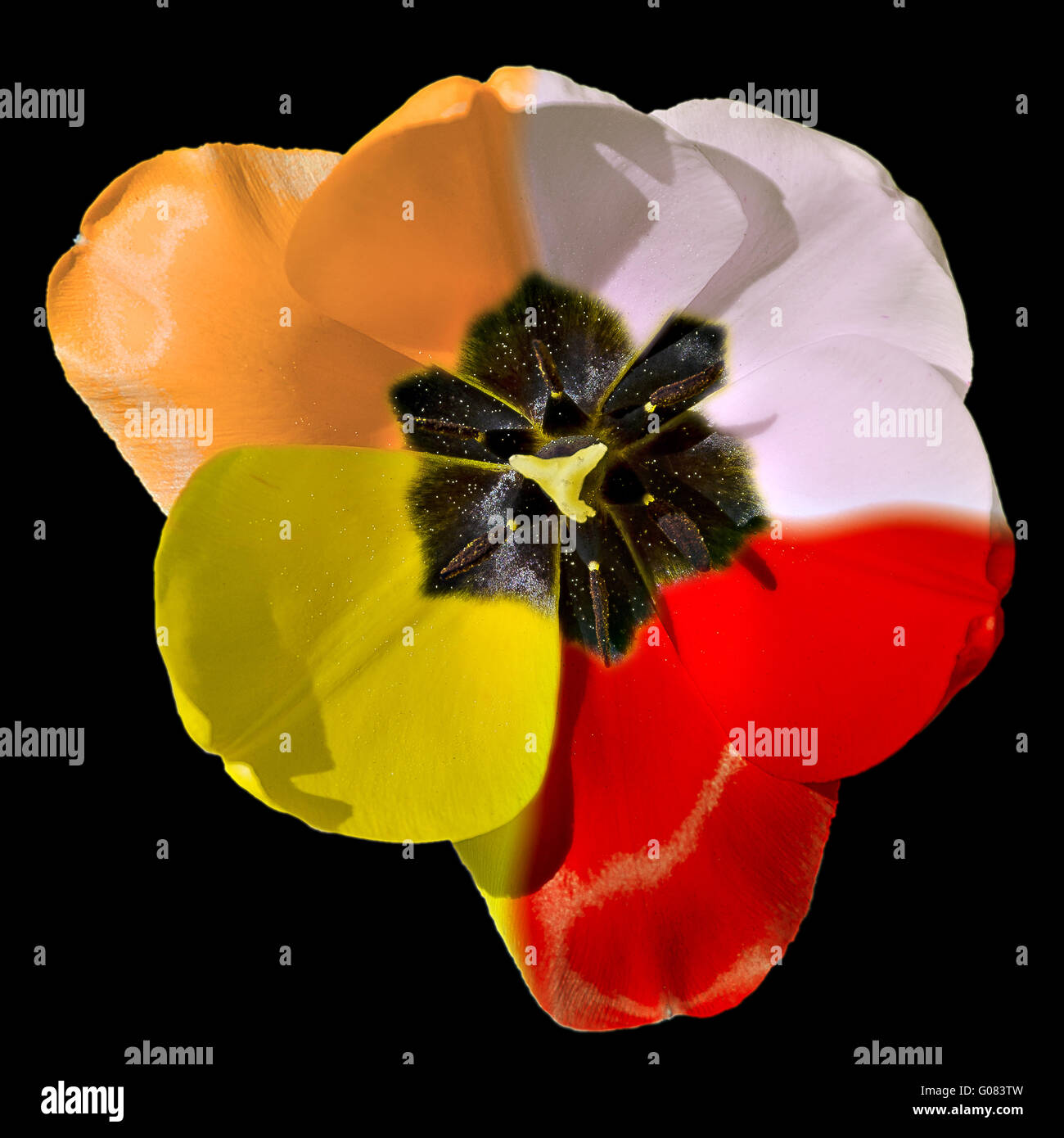 Fiore di un tulipano con quattro colori su un nero ba Foto Stock
