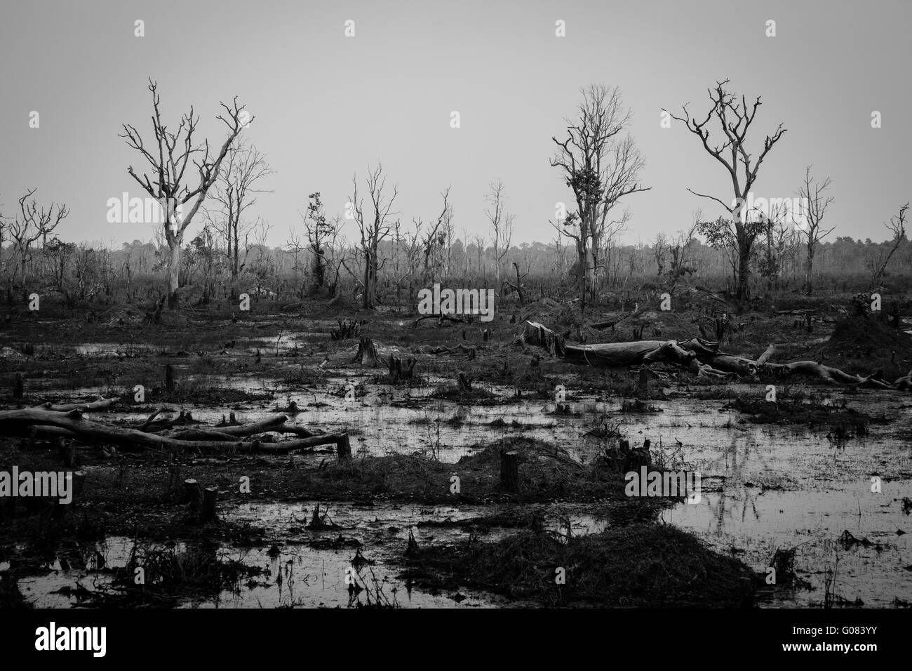 La siccità e la deforestazione concetto in bianco e nero - Ecologia e Ambiente problema Foto Stock