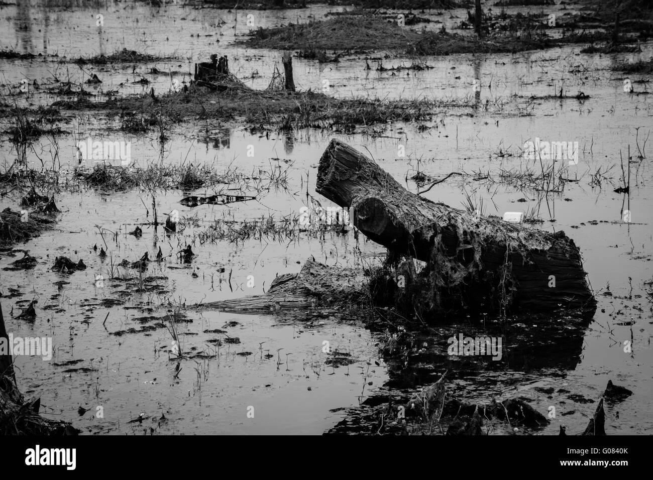 La siccità e la deforestazione concetto in bianco e nero - Ecologia e Ambiente problema Foto Stock