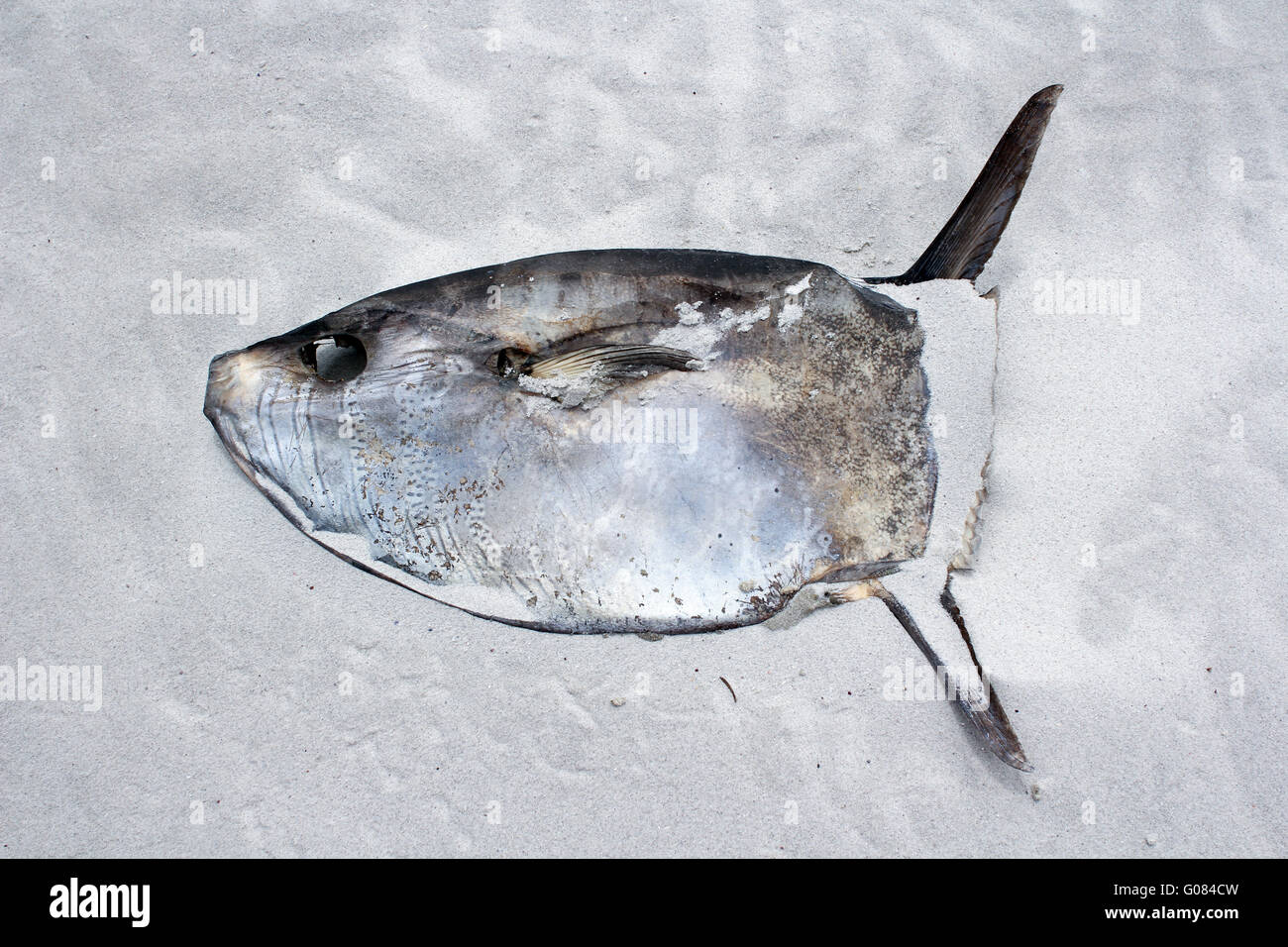 I pesci morti giacenti presso la spiaggia di Kommetjie, Cape Town, Sud Africa Foto Stock