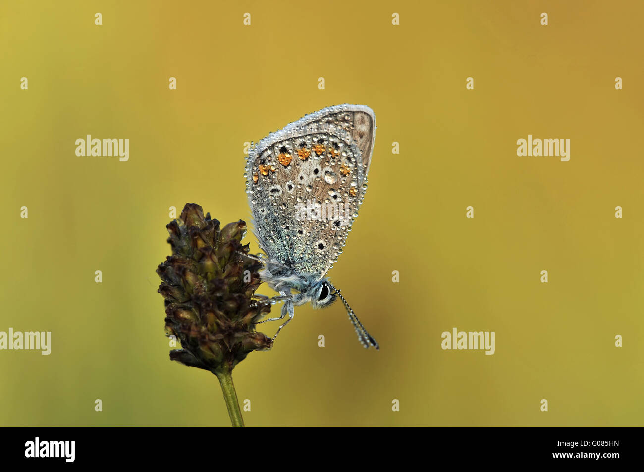 Gossamer-winged butterfly Foto Stock