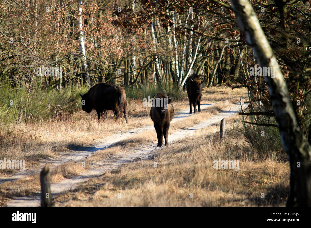 Bisonti combattenti sul foraggio Foto Stock