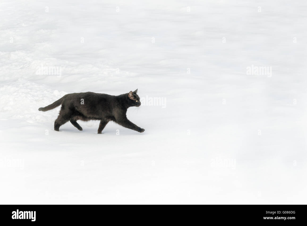 Un gatto nero delicatamente in esecuzione su un manto di neve Foto Stock