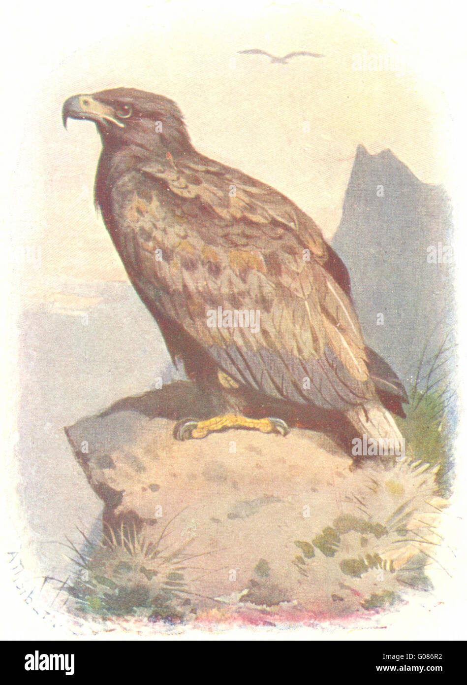 Uccelli: White-Tailed Eagle , antica stampa 1901 Foto Stock