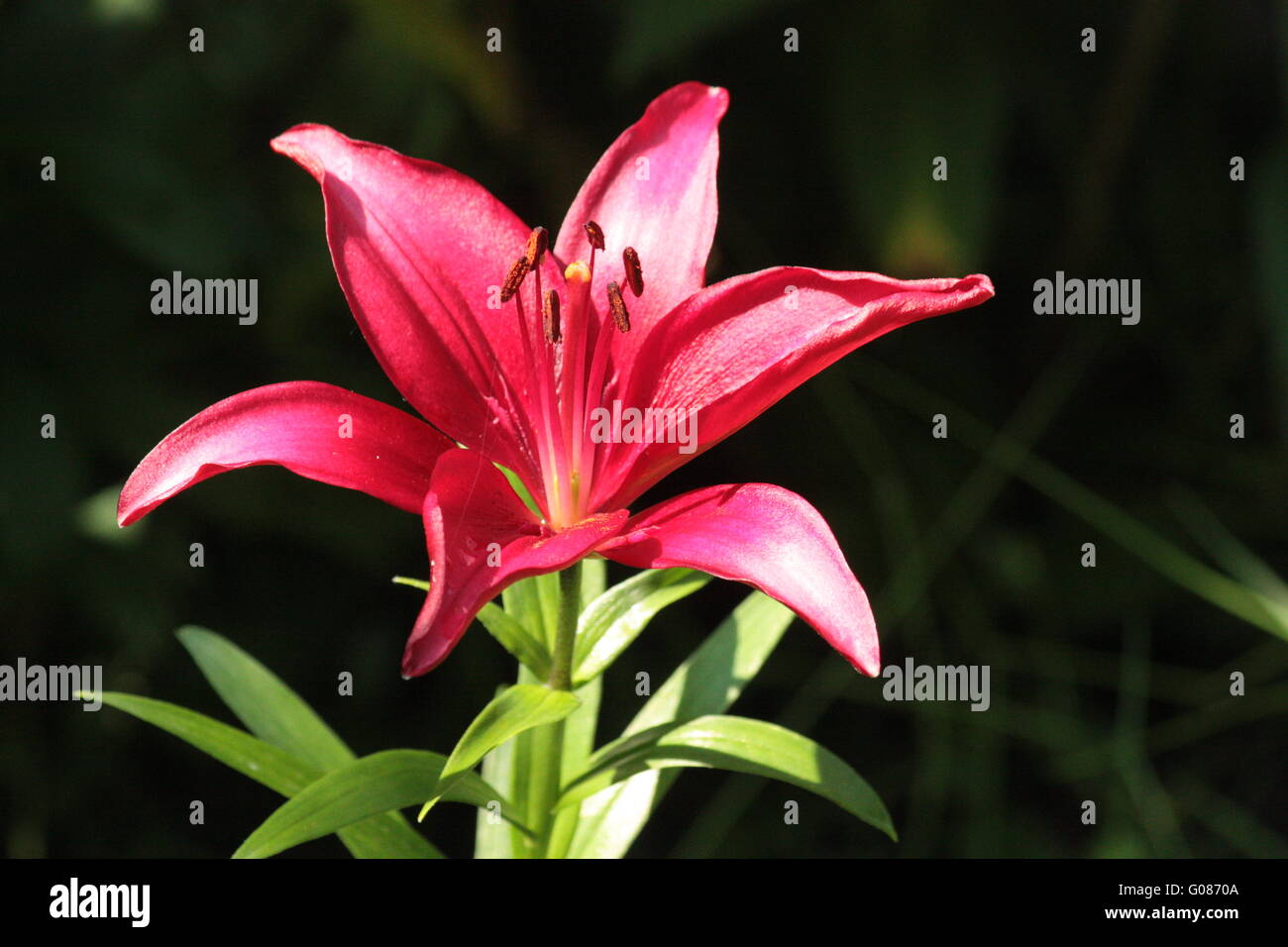 FIORE ROSSO DEL GIGLIO Foto Stock