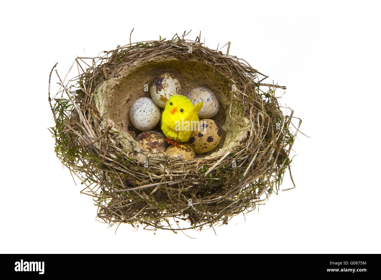 Nido, ritorti da erba con uova e pollo Foto Stock