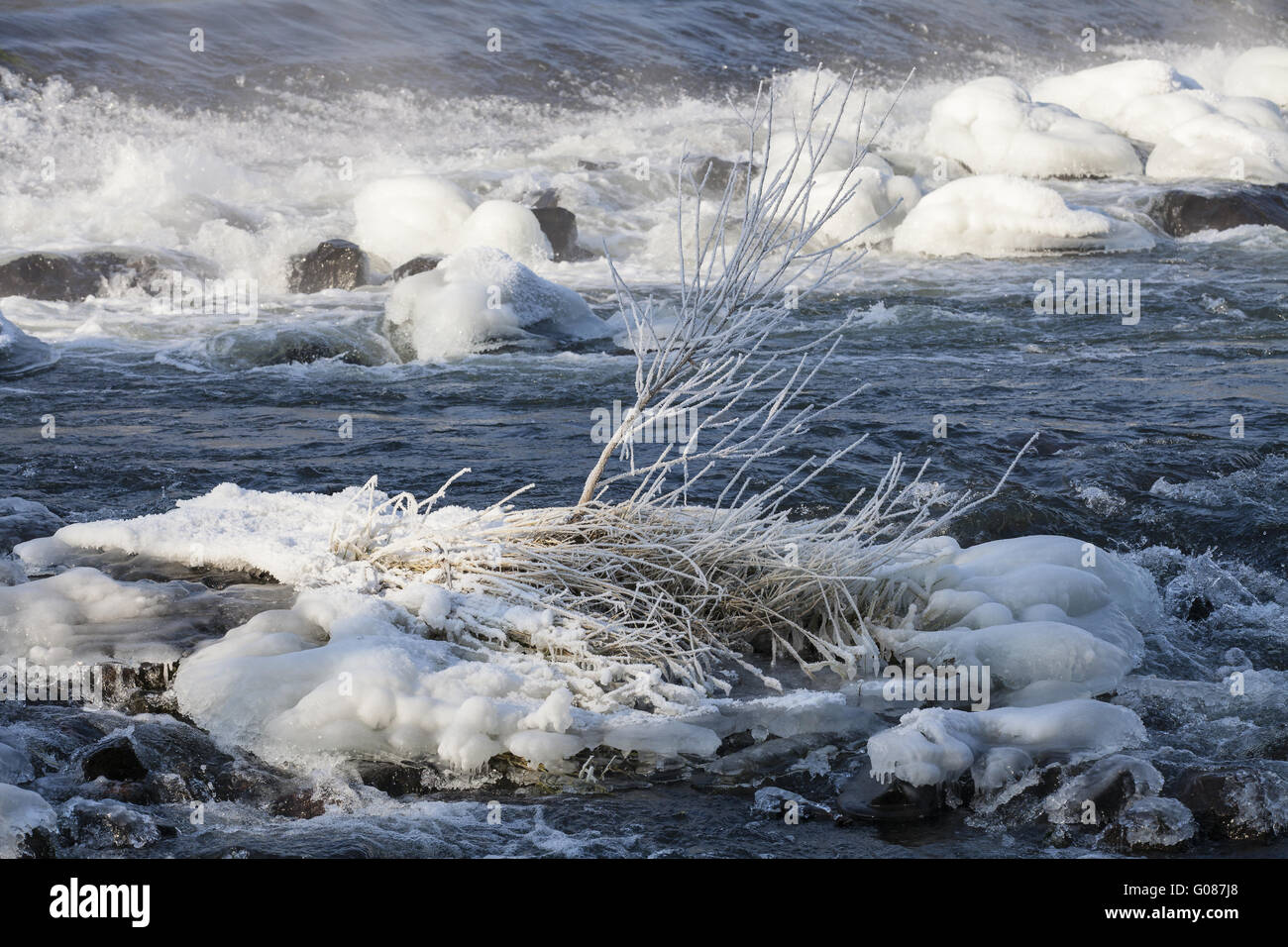 Icy rami di alberi e cespugli sulla riva del fiume Foto Stock