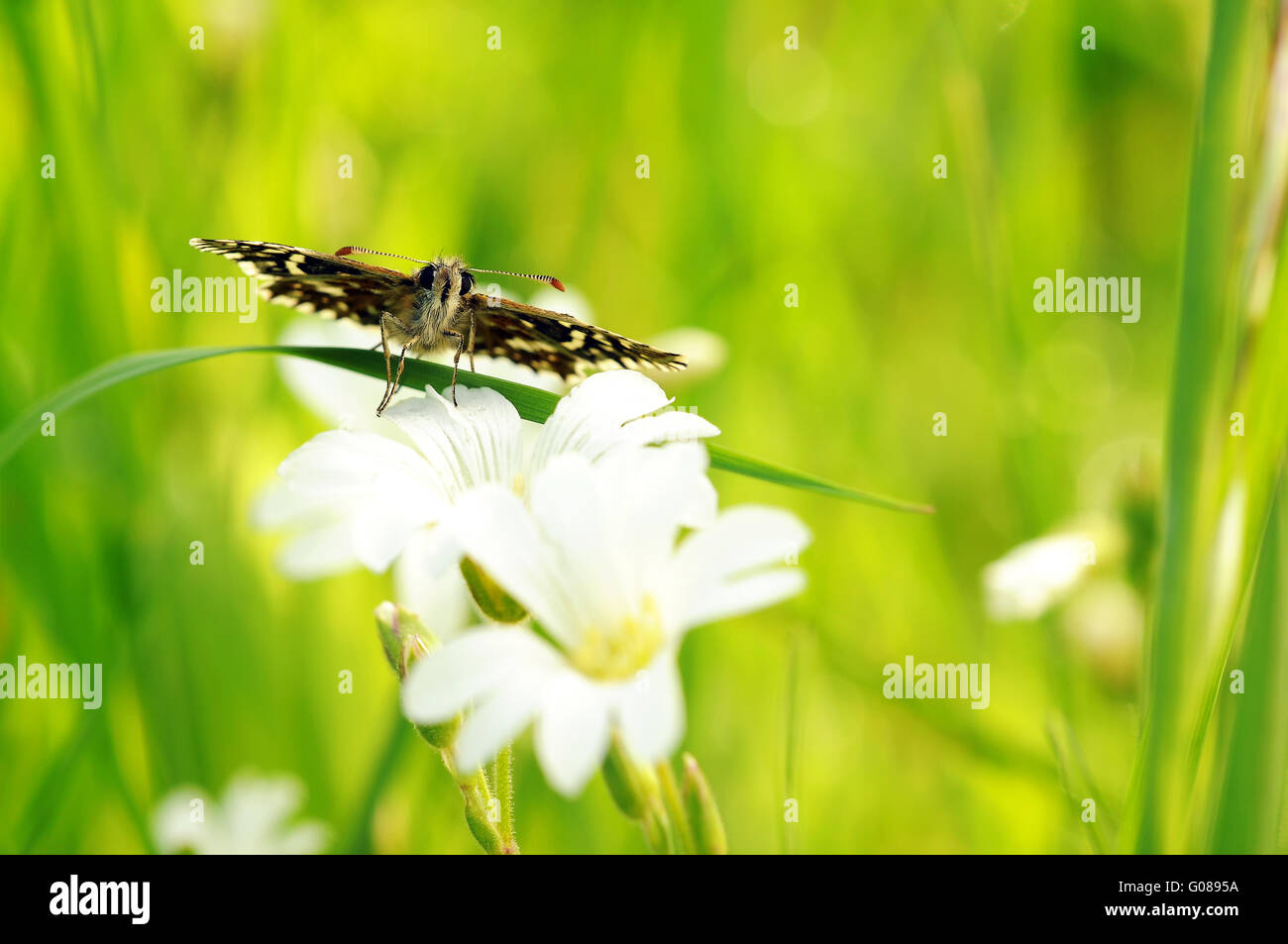 Skipper brizzolato sul fiore bianco II Foto Stock